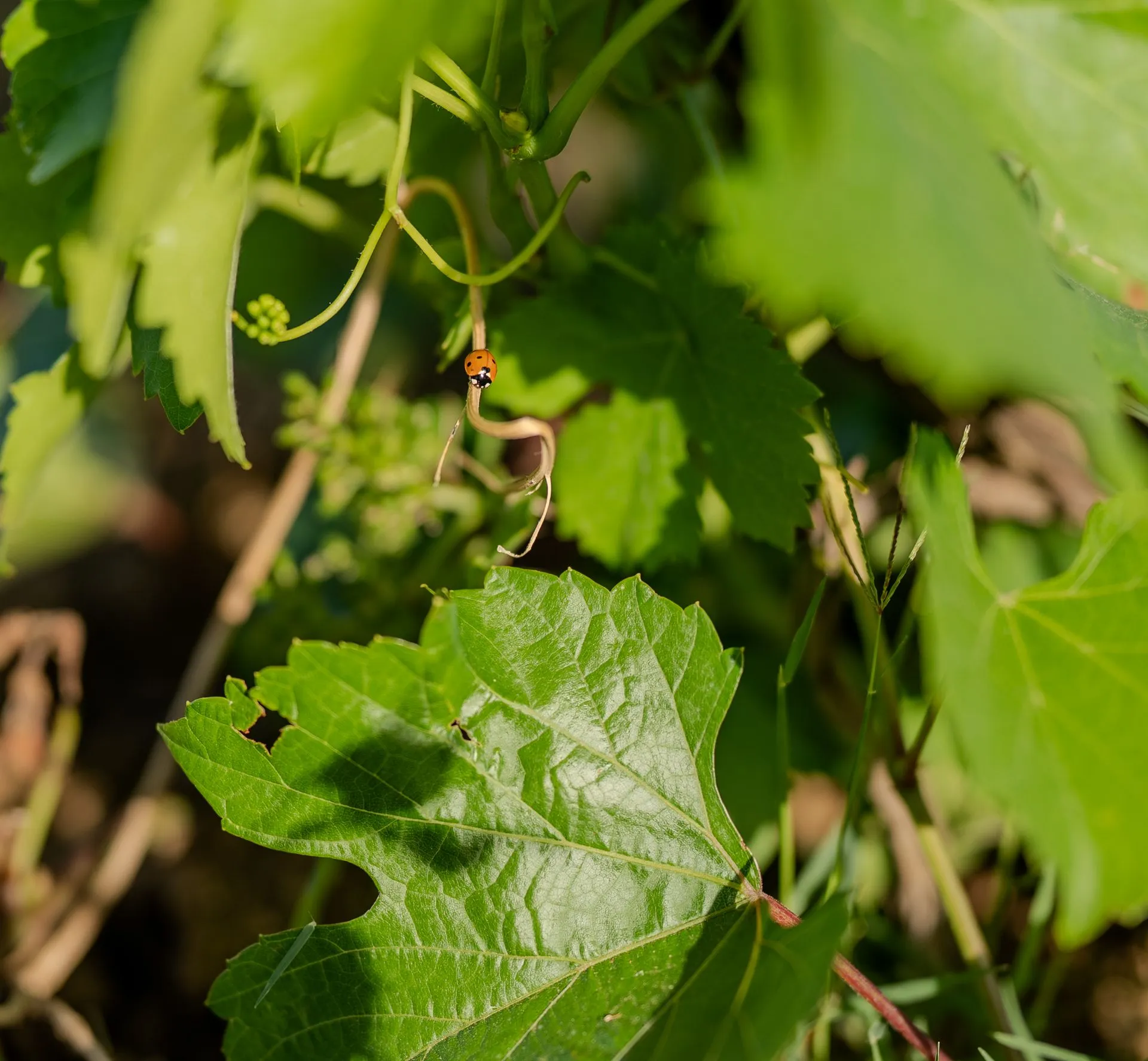 Une coccinelle sur une vrille de vigne, entre les feuilles et les jeunes grappes du domaine
