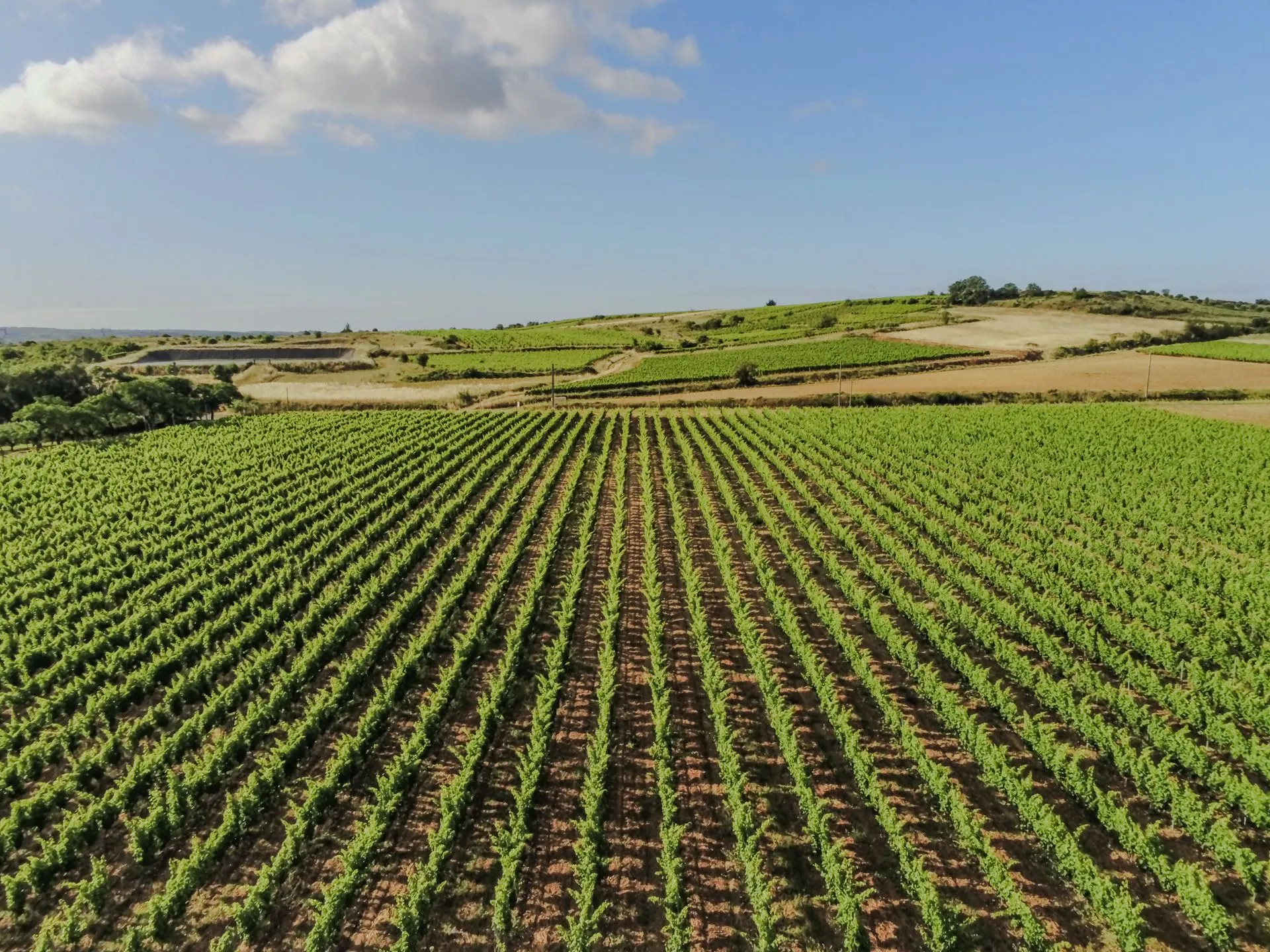Rangs de vigne du domaine vus du ciel au soleil couchant