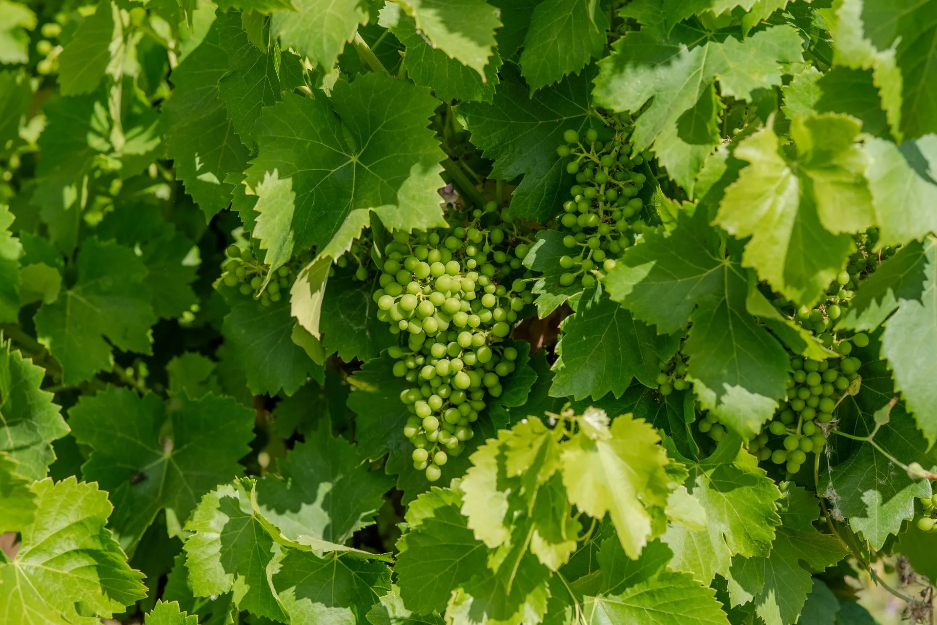 Jeunes grappes de raisin dans le feuillage