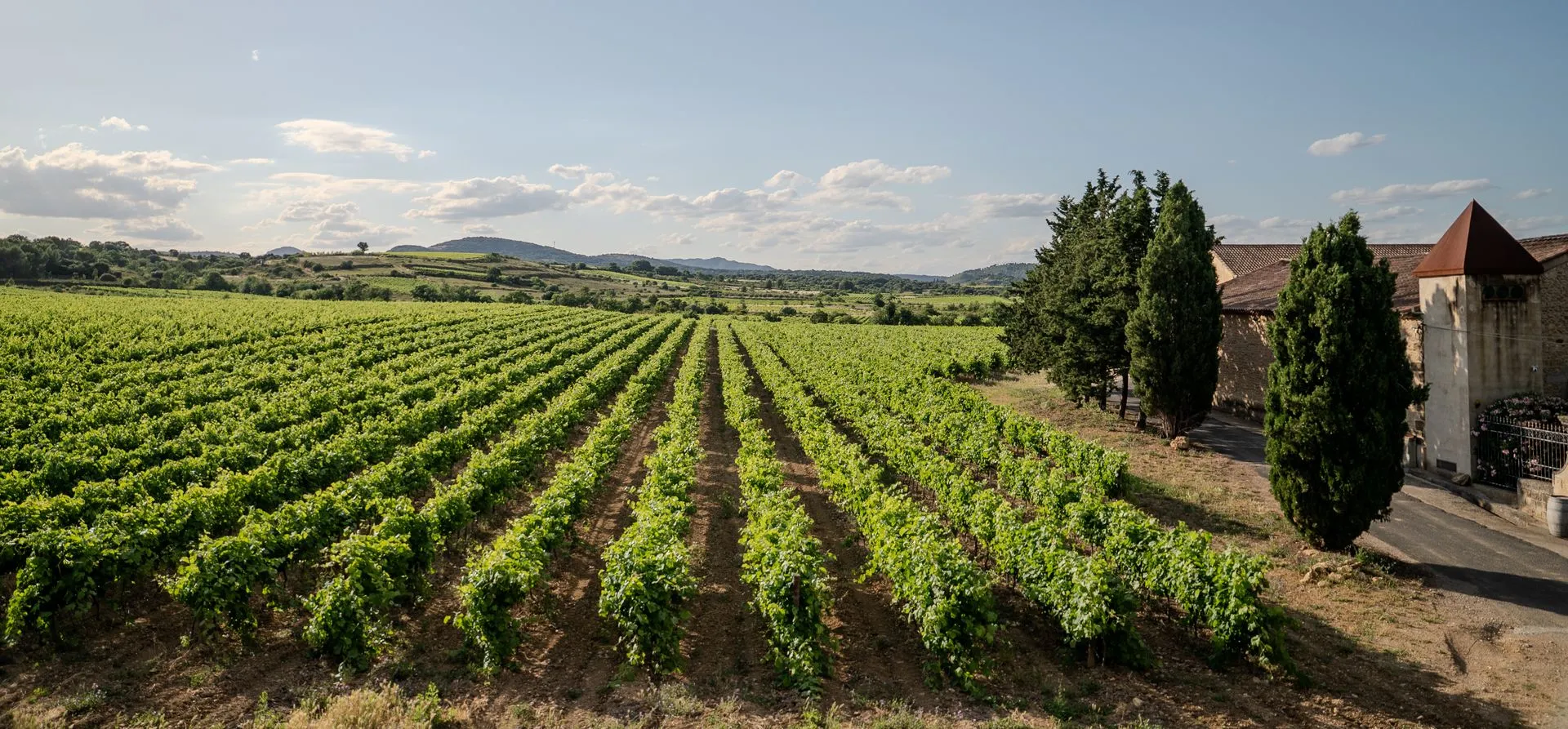 Les vignes du domaine à perte de vue, avec les bâtiments et les cyprès