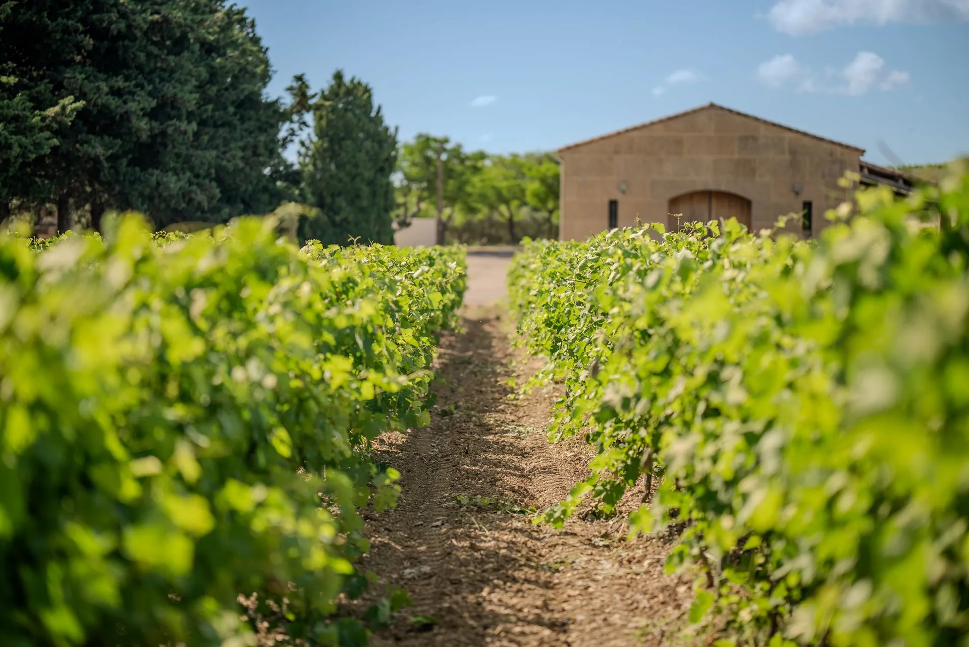 Un rang de vigne qui mène au chai du domaine